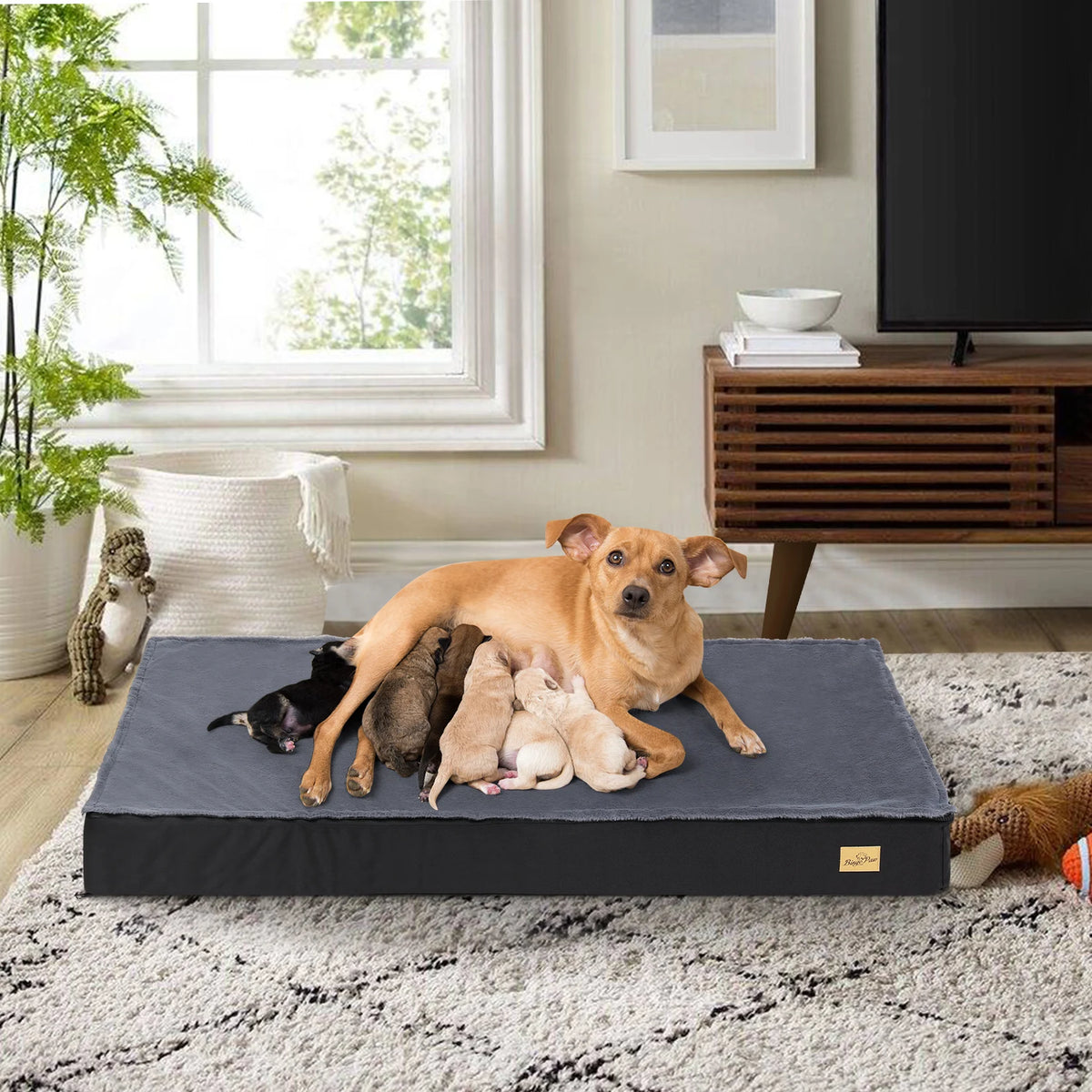 BINGOPAW CN Orthopedic Washable Dog Bed With Foam